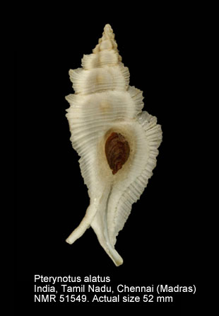 Pterynotus alatus.jpg - Pterynotus alatus(Röding,1798)